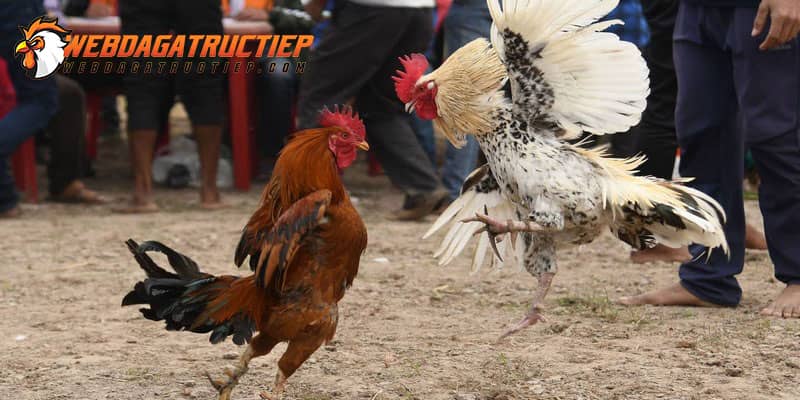 da-ga-cua-sat-thuc-day-thi-dau-hang-mau